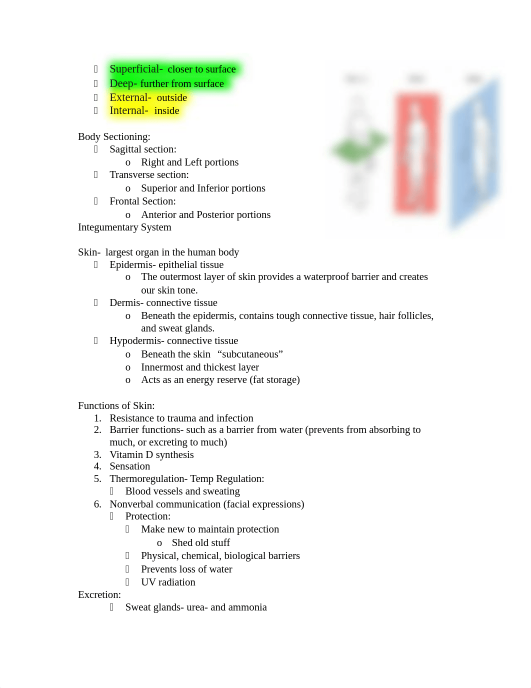 Anatomy Exam #1 Part 1_dfx8dp82ob9_page2