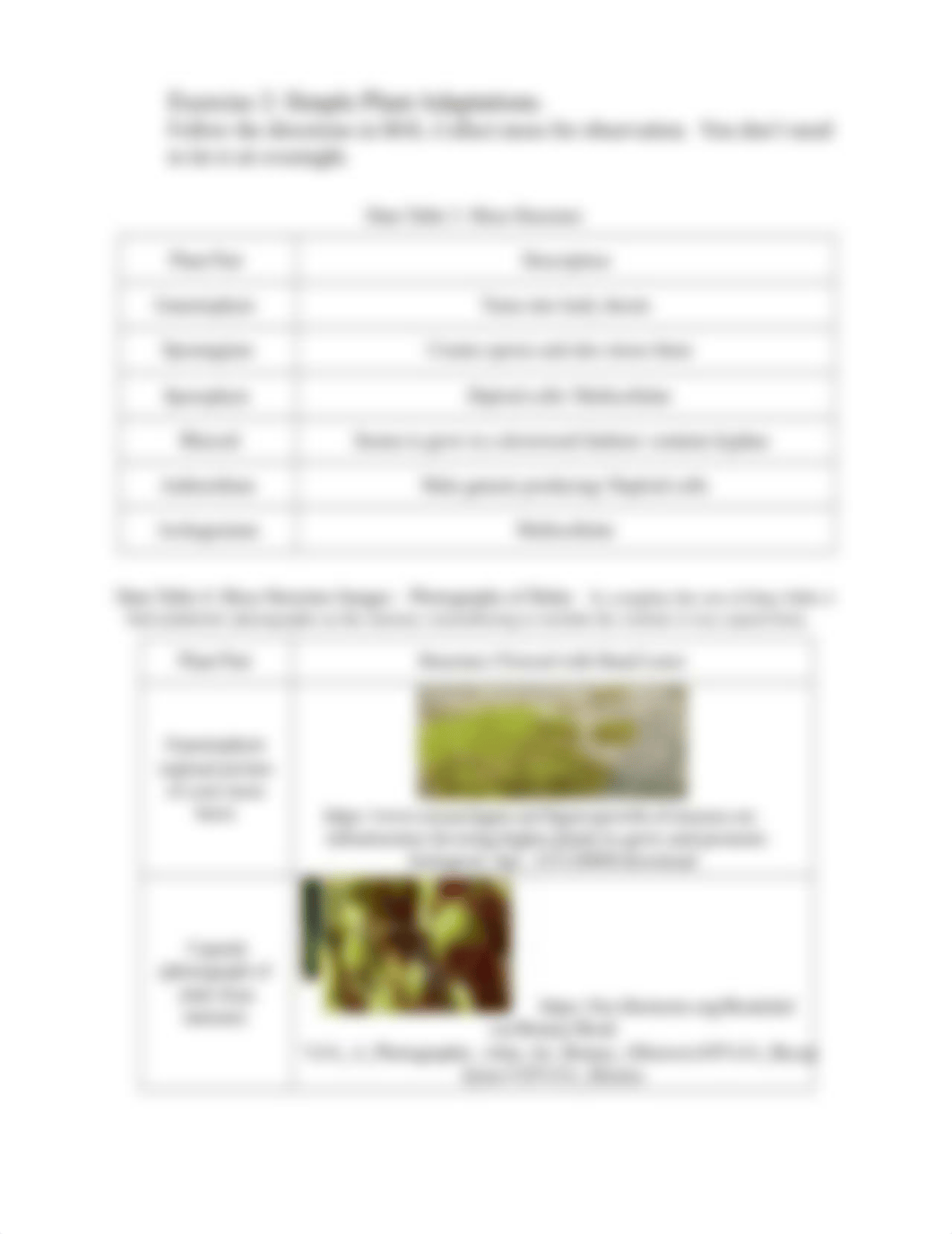 Worksheet 7 - Kingdom_Plantae_Simple_Plants_and_Gymnosperms (1).docx_dfxpadn0r11_page3