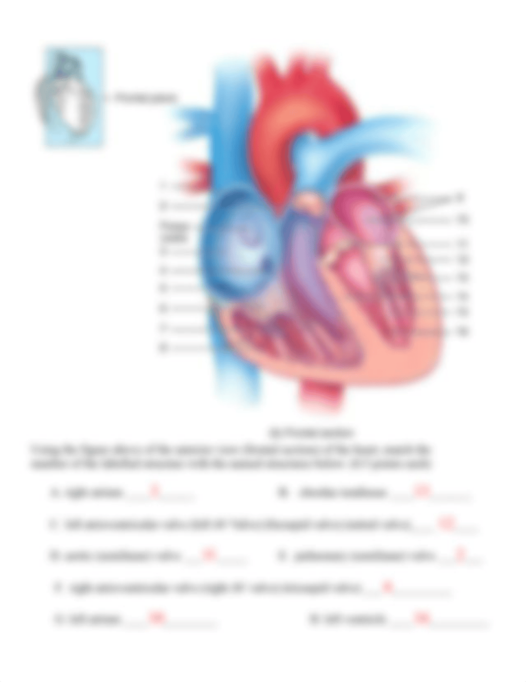 Lab Quiz #4 - Heart and Blood Flow - 2020 ANSWERS.docx_dfxr08unflk_page2