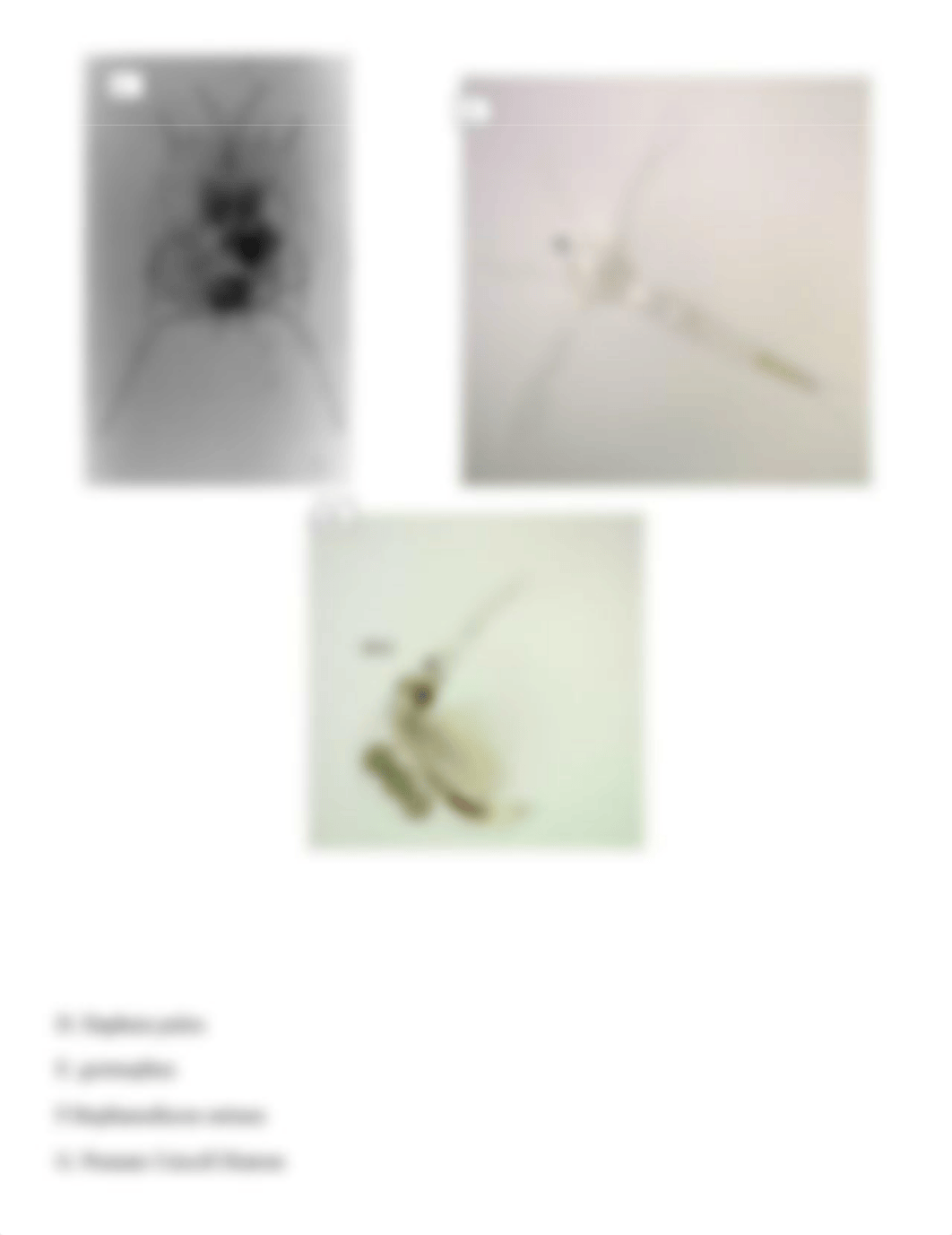 Identify microorganisms (1).docx_dfxrb6bsdwr_page3