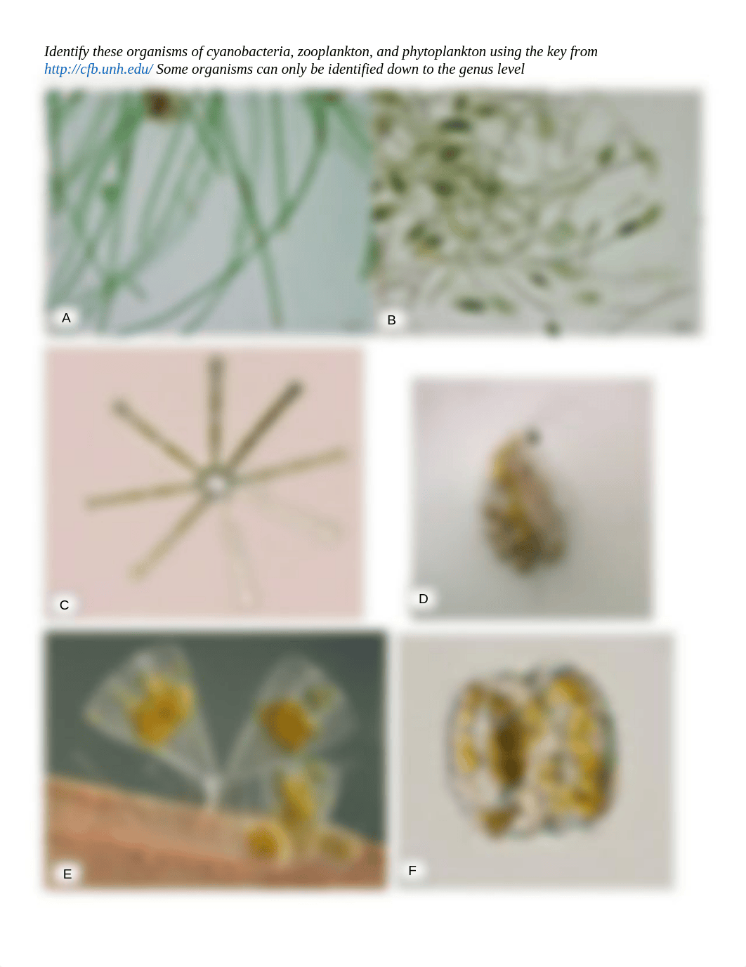 Identify microorganisms (1).docx_dfxrb6bsdwr_page1