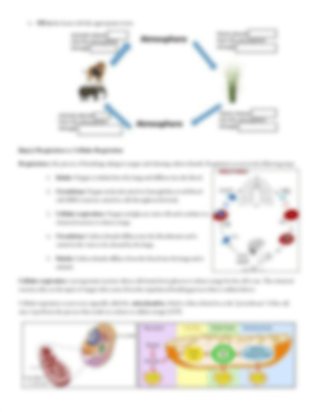 Copy of 1. Cellular Respiration Investigation WS.pdf_dfy27kugkd2_page2