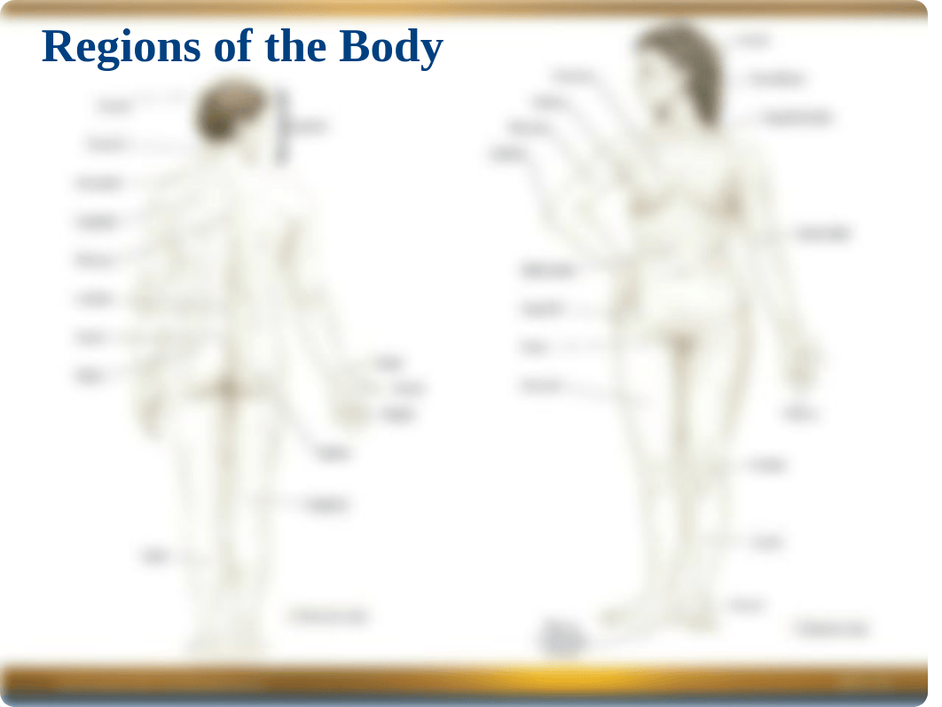 Chapter 1 Power Point -- Navigating the Body.ppt_dfy7t8zgqpx_page2