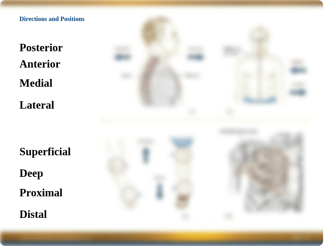 Chapter 1 Power Point -- Navigating the Body.ppt_dfy7t8zgqpx_page4