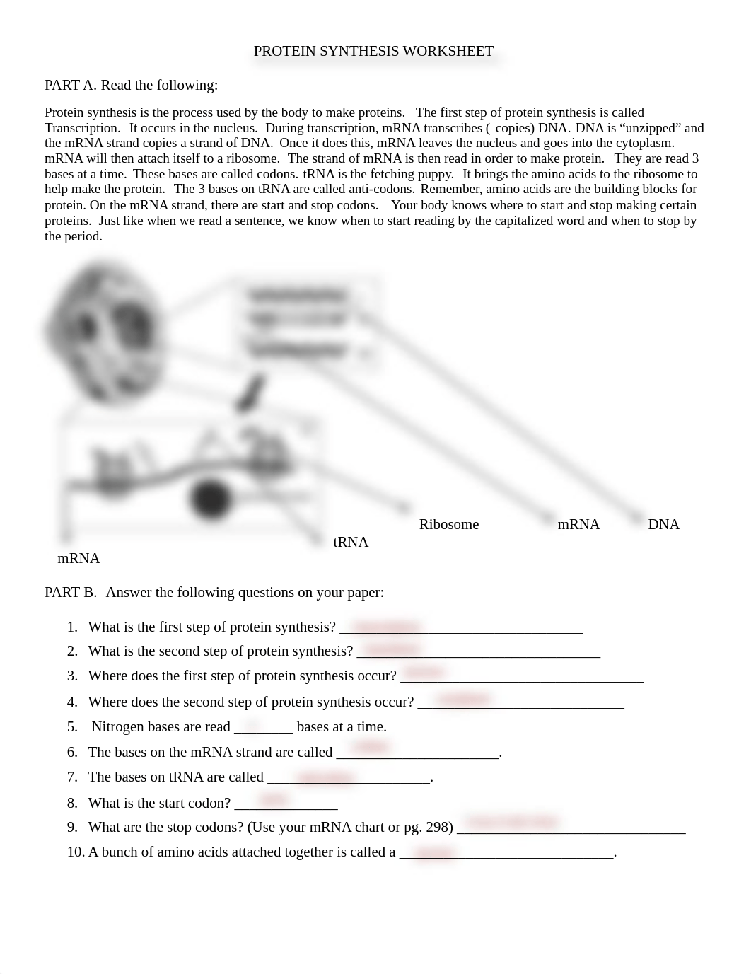 Nyaira Ballinger - protein synthesis1.pdf_dfyhvp4hklw_page1