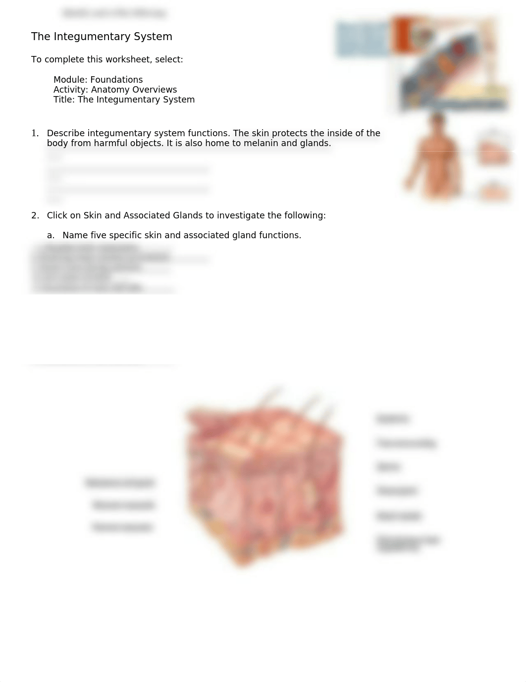 AP1 Chap. 1 Integumentary System.doc_dfytktskxbz_page1