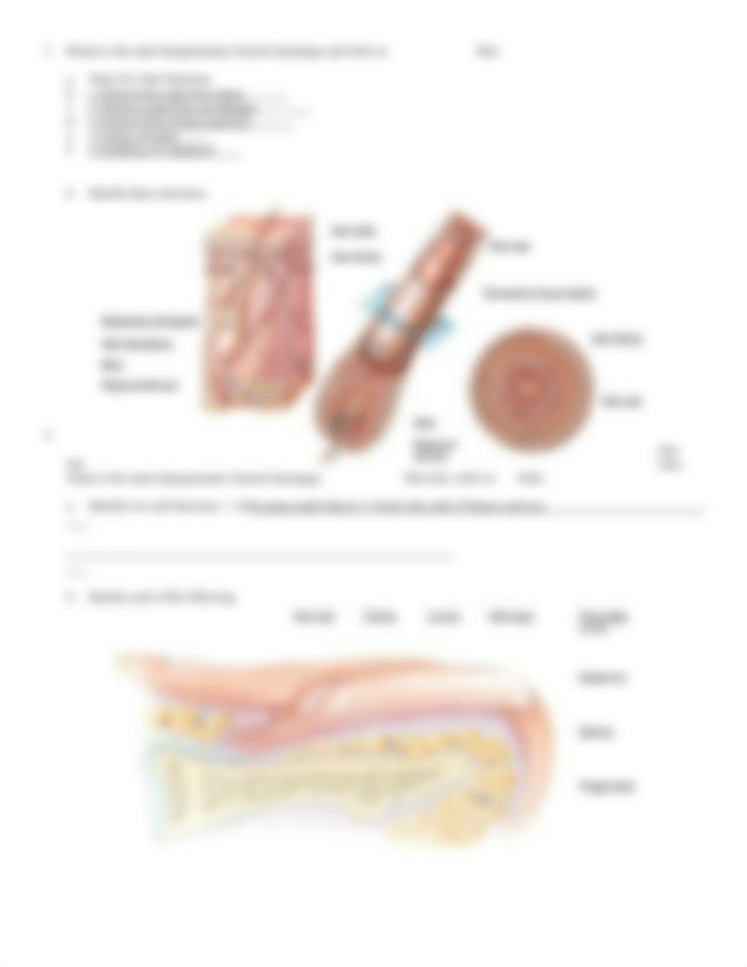 AP1 Chap. 1 Integumentary System.doc_dfytktskxbz_page3