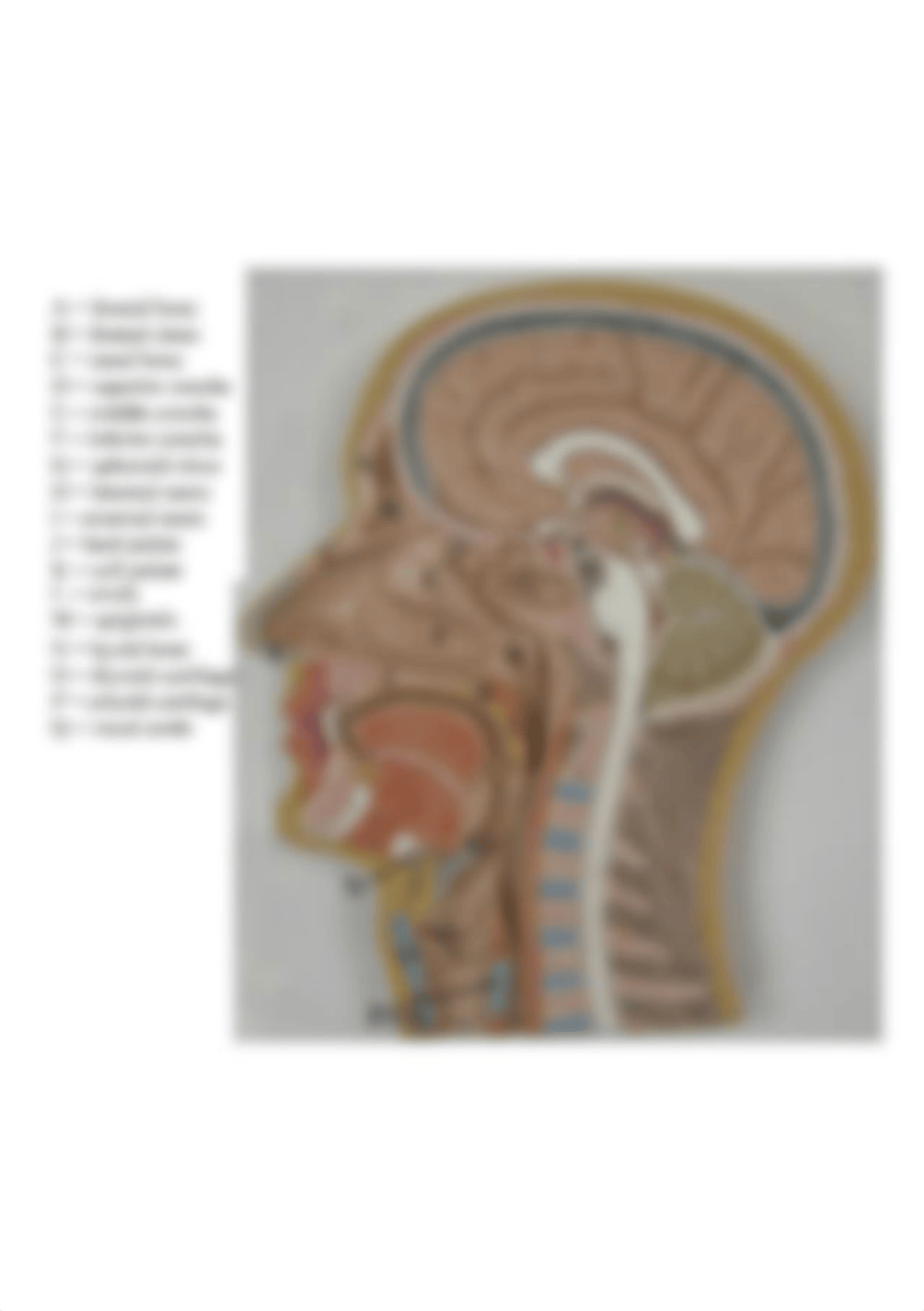 human-respiratory-system-model-labeled-and-half-head-model-labeled-google-search-anatomy.jpg_dfz0ya12vf1_page1