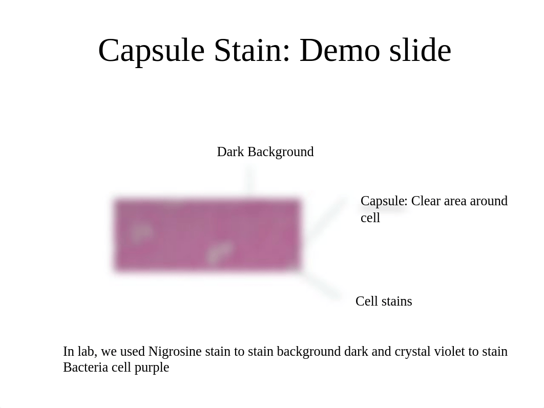 Microscope slide review for Lab Exam II for Internet Micro_dg05smlqof3_page2