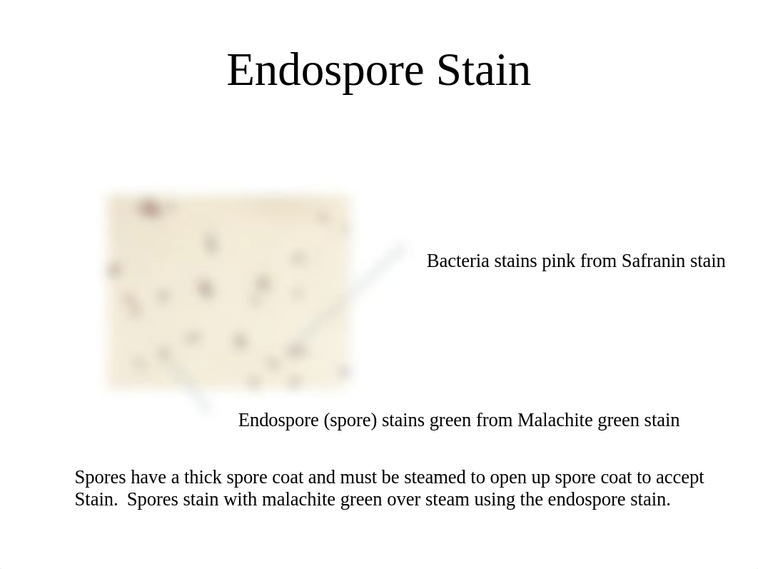 Microscope slide review for Lab Exam II for Internet Micro_dg05smlqof3_page5