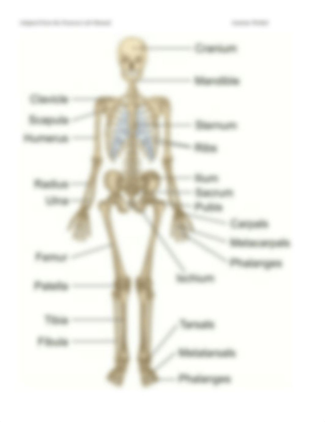 Post Lab #7 - Appendicular Skeleton .pdf_dg0p1pyreey_page2