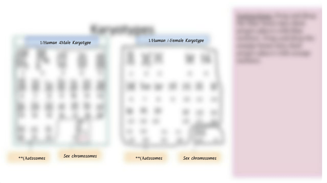 Meiosis Drag and Drop ANSWER KEY.pdf_dg0y98s072r_page3