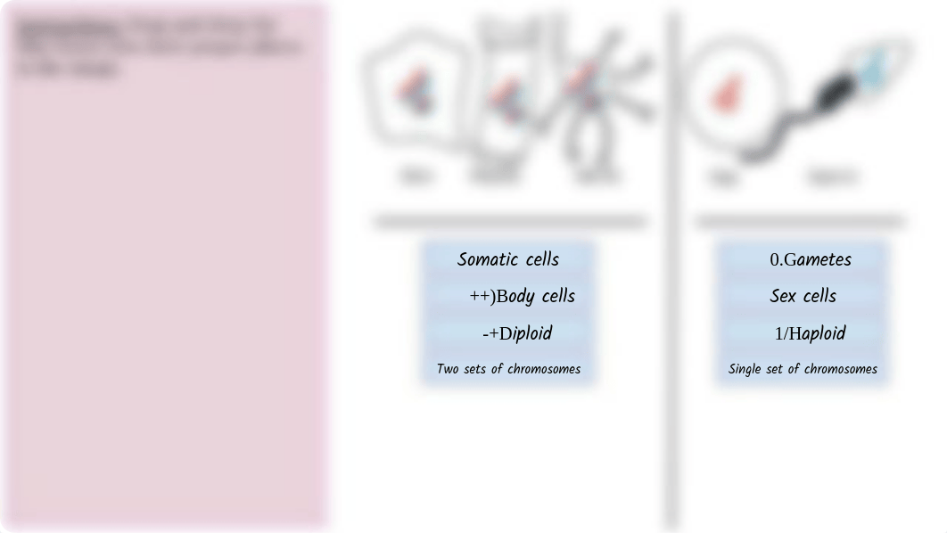 Meiosis Drag and Drop ANSWER KEY.pdf_dg0y98s072r_page4