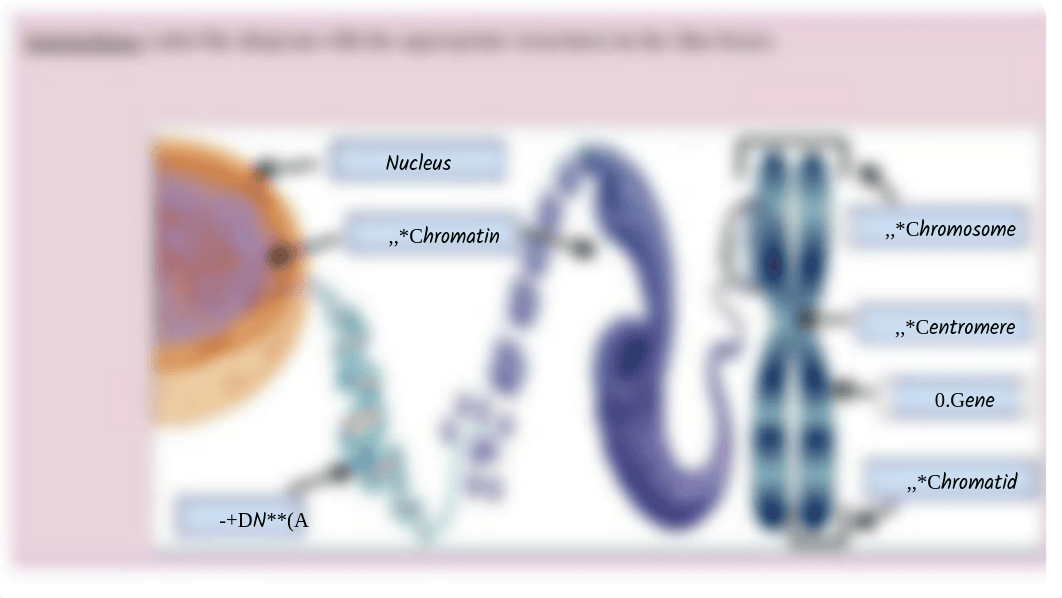 Meiosis Drag and Drop ANSWER KEY.pdf_dg0y98s072r_page2