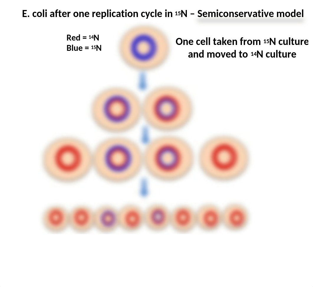 2) Wednesday 9-9 Post-lecture Slides.pptx_dg1a4jhcblt_page5