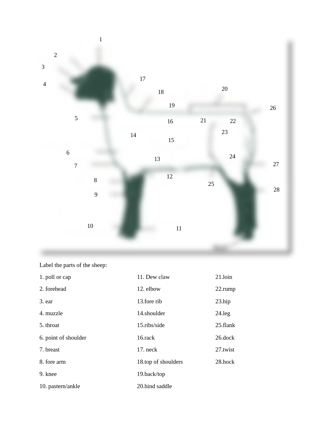 small ruminant worksheet.docx_dg1brjltpaj_page1