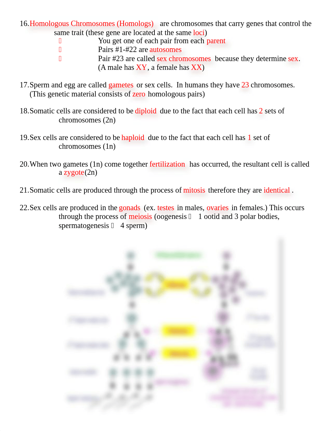 Ch. 10 Meiosis Key.doc_dg1zvlepu9y_page3