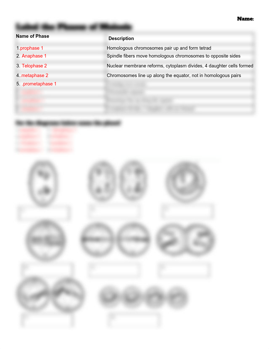 Copy of Label the Phases of Meiosis.pdf_dg3dq1x78pz_page1