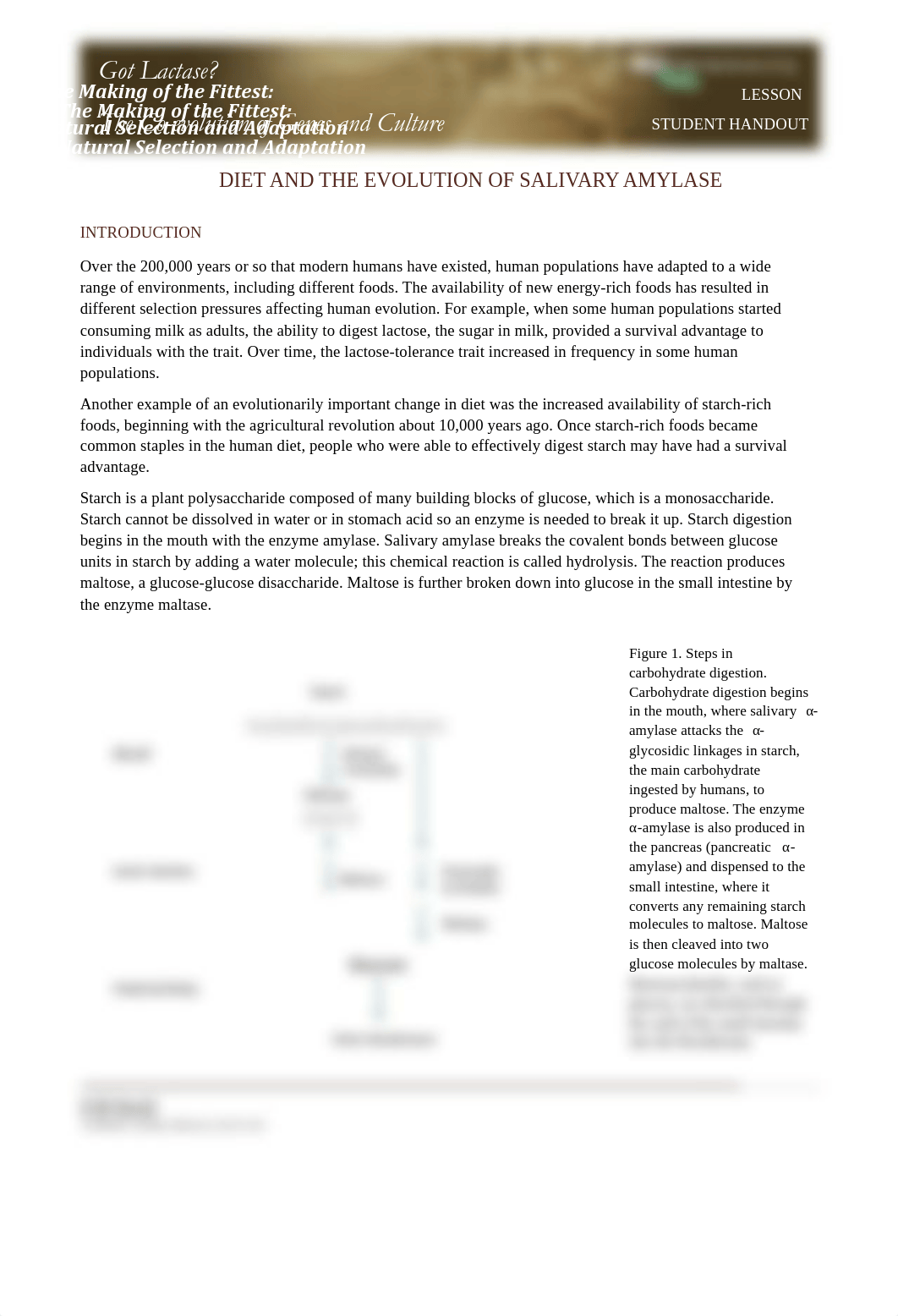 Lactase_Evolution_Salivary_Amylase_Student(2).pdf_dg3mdoywtso_page1