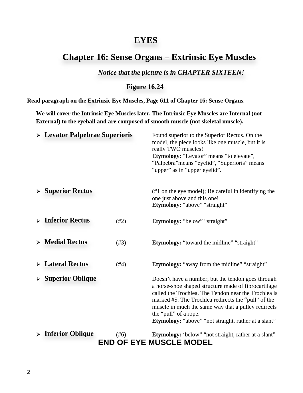 Lab Exam III Packet 7 Skeletal Muscles_dg3oxx6s3kj_page2