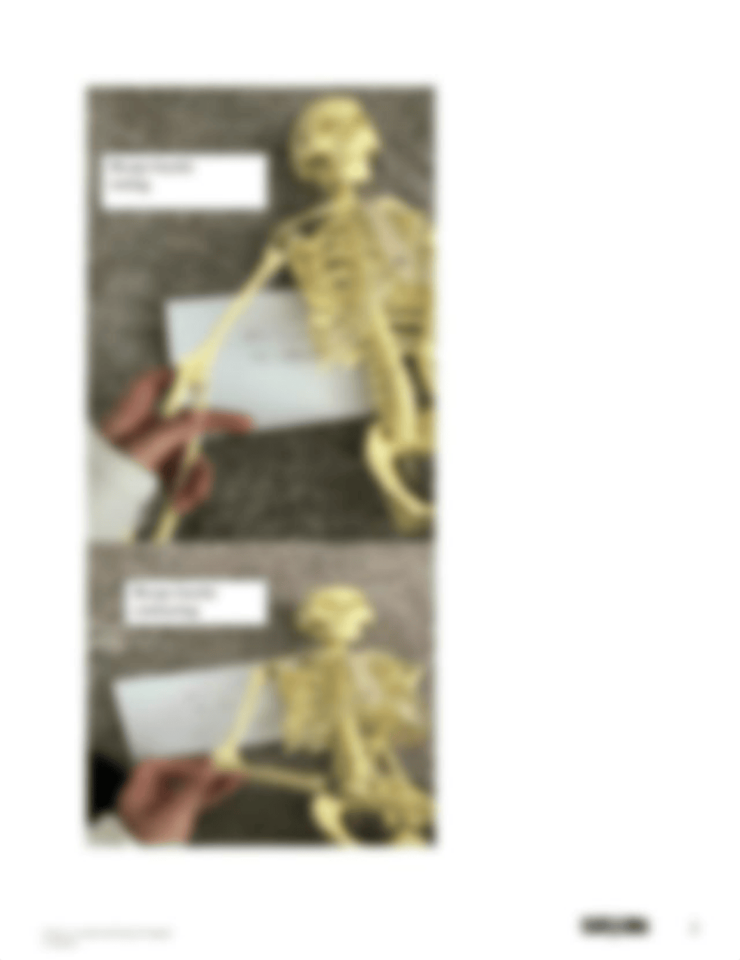 Musculoskeletal System Lab Report Activity 7.docx_dg3qgj1fhcf_page2