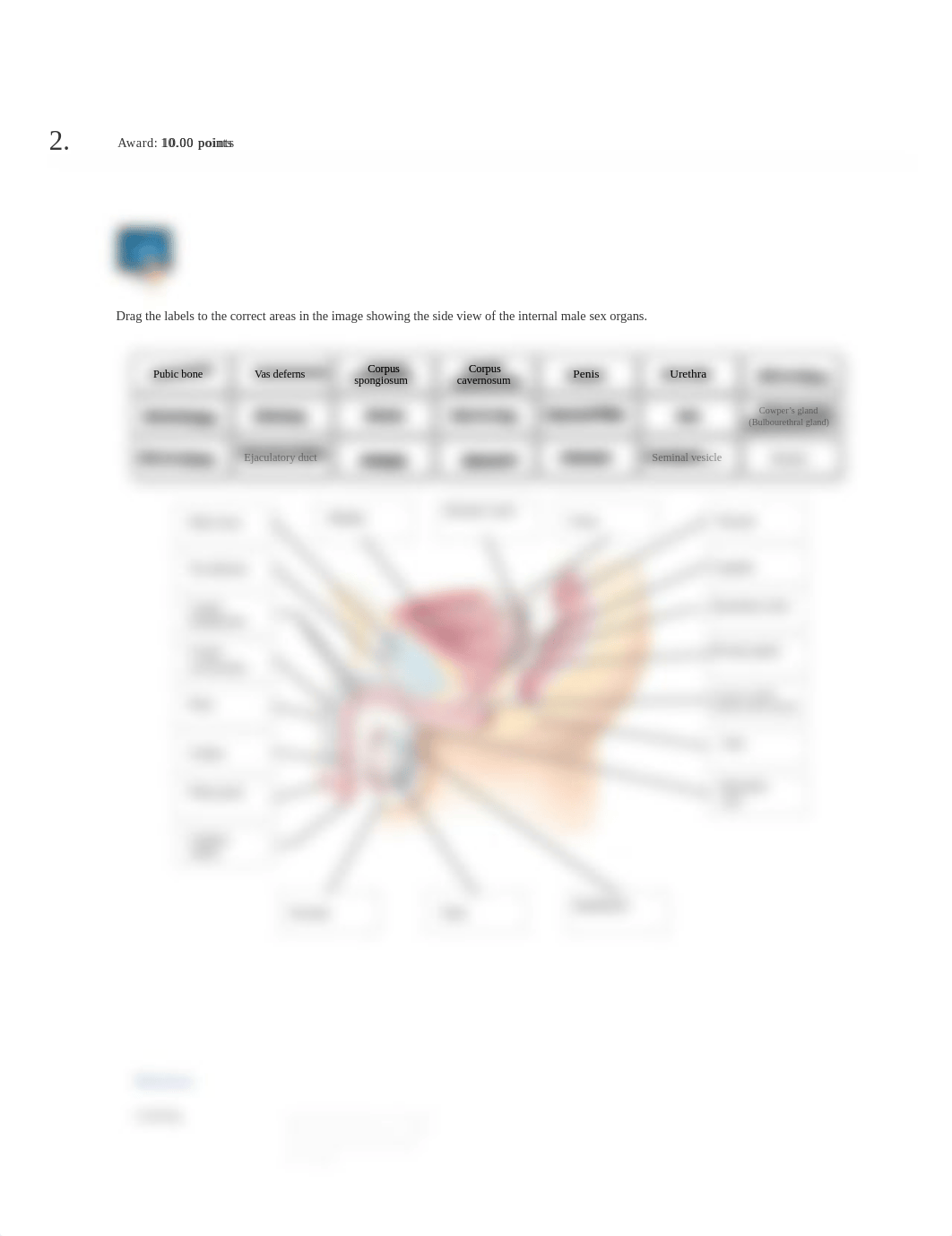 Male Anatomy Assignment 2.pdf_dg4fv4aa2h1_page2