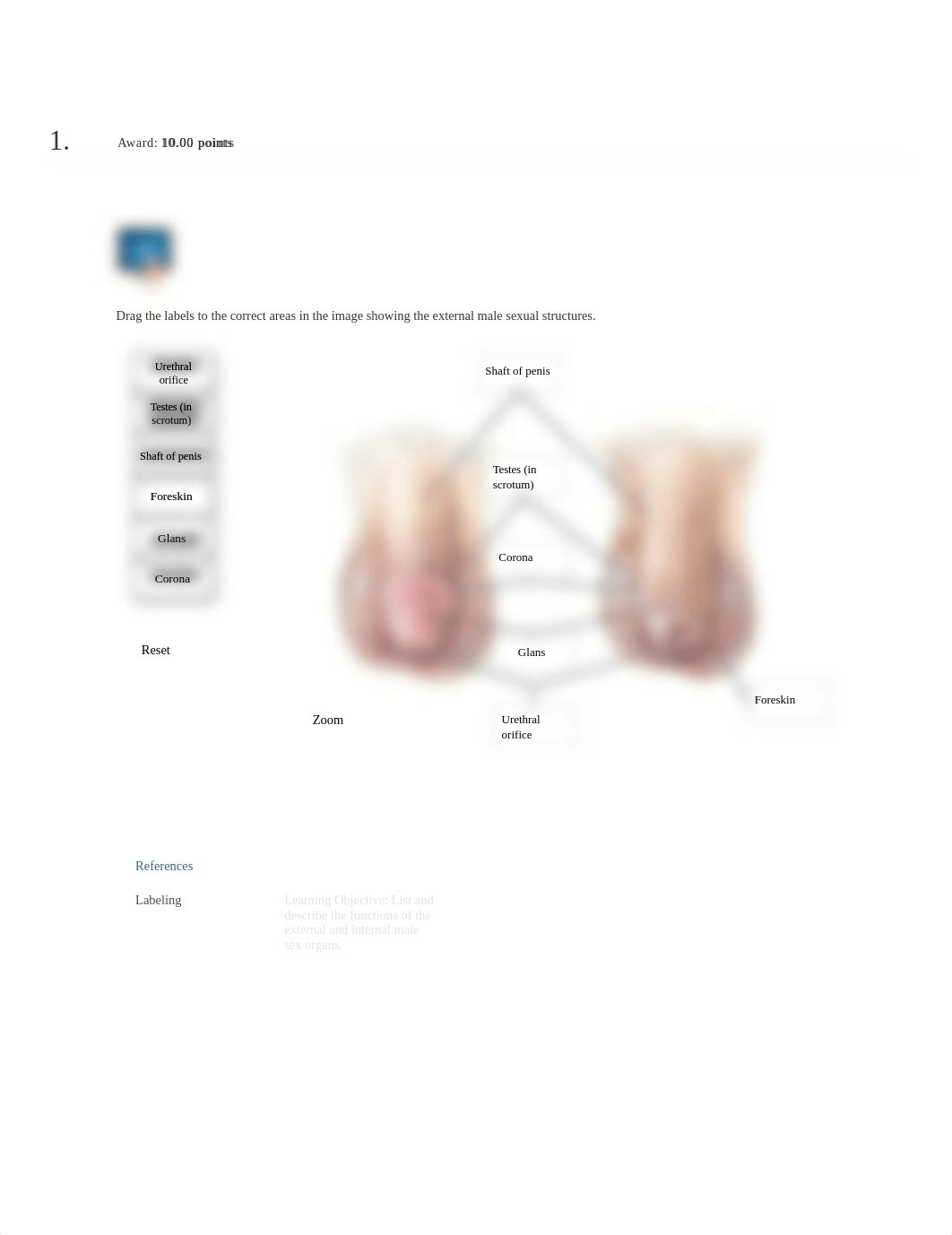 Male Anatomy Assignment 2.pdf_dg4fv4aa2h1_page1