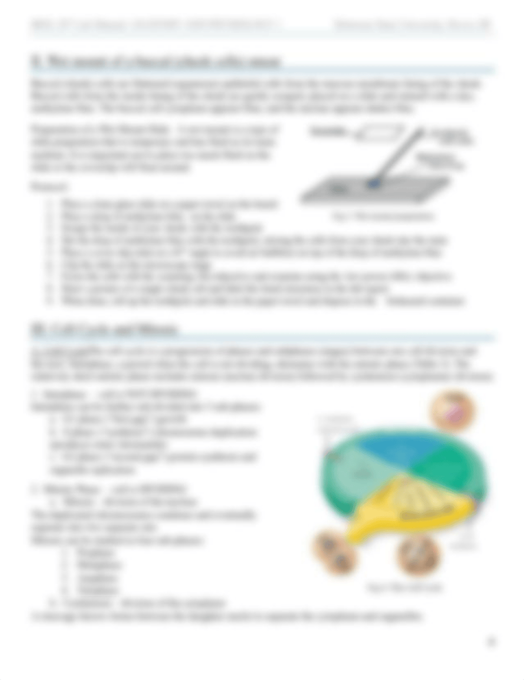 A and P I Lab exercise 2 - Microscopy, Cells and Mitosis.pdf_dg4gv2e6744_page4