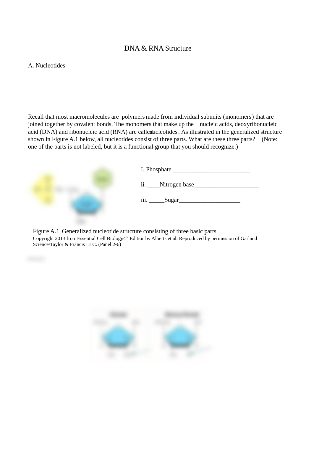 Assignment 3_DNA and RNA Structure.docx_dg4pg45mlcz_page1