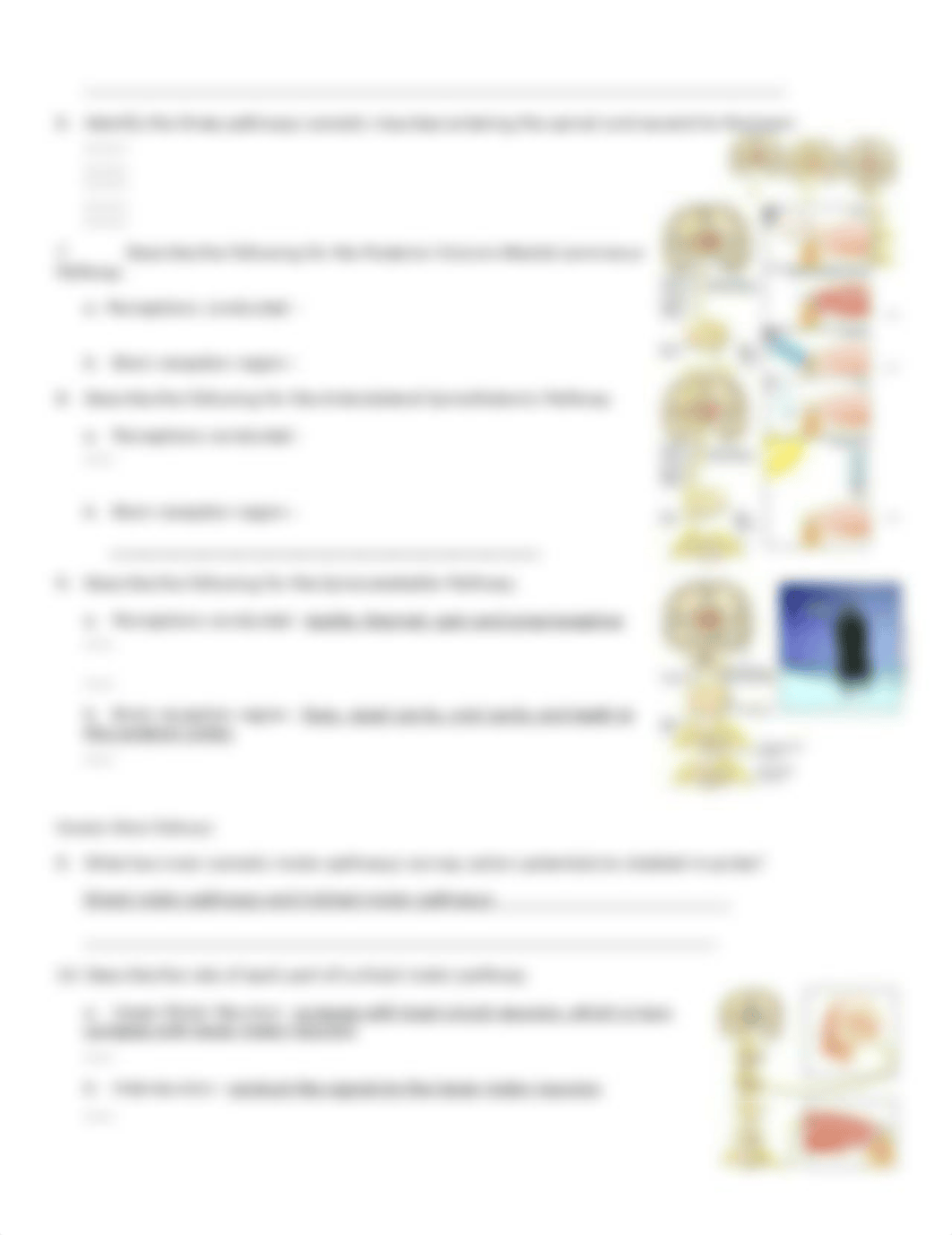 Chp 16 Somatic Sensory.doc_dg4s1011cab_page2