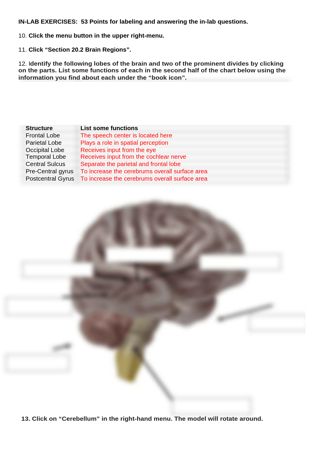 BIO 210 Lab 8 The Brain HAP App Version Complete.docx_dg4tcyeevio_page2