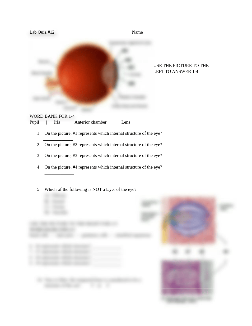 Lab Quiz 12_dg58gys4y79_page1