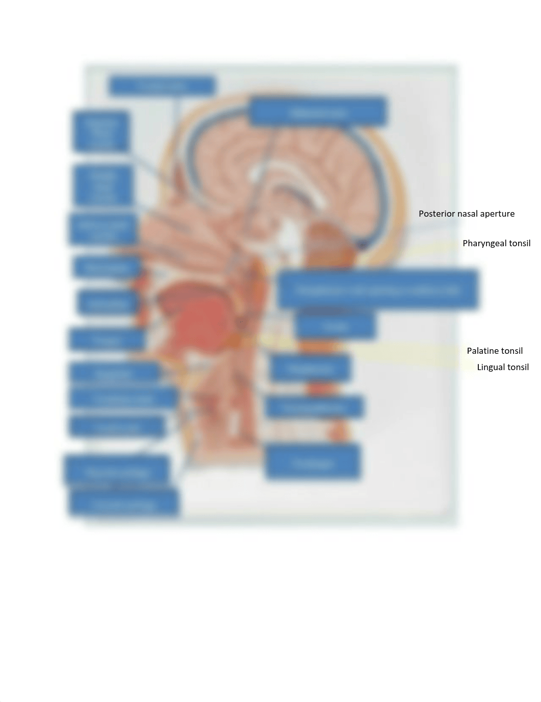 Lab Exam II Study Guide.pdf_dg6jgwl7jds_page3