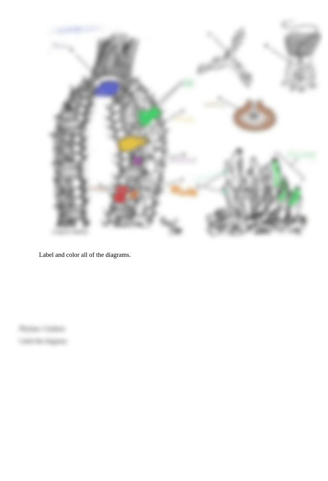 Invertebrate_Lab_1_answer_sheet (2) done.docx_dg6kjon2zpd_page2