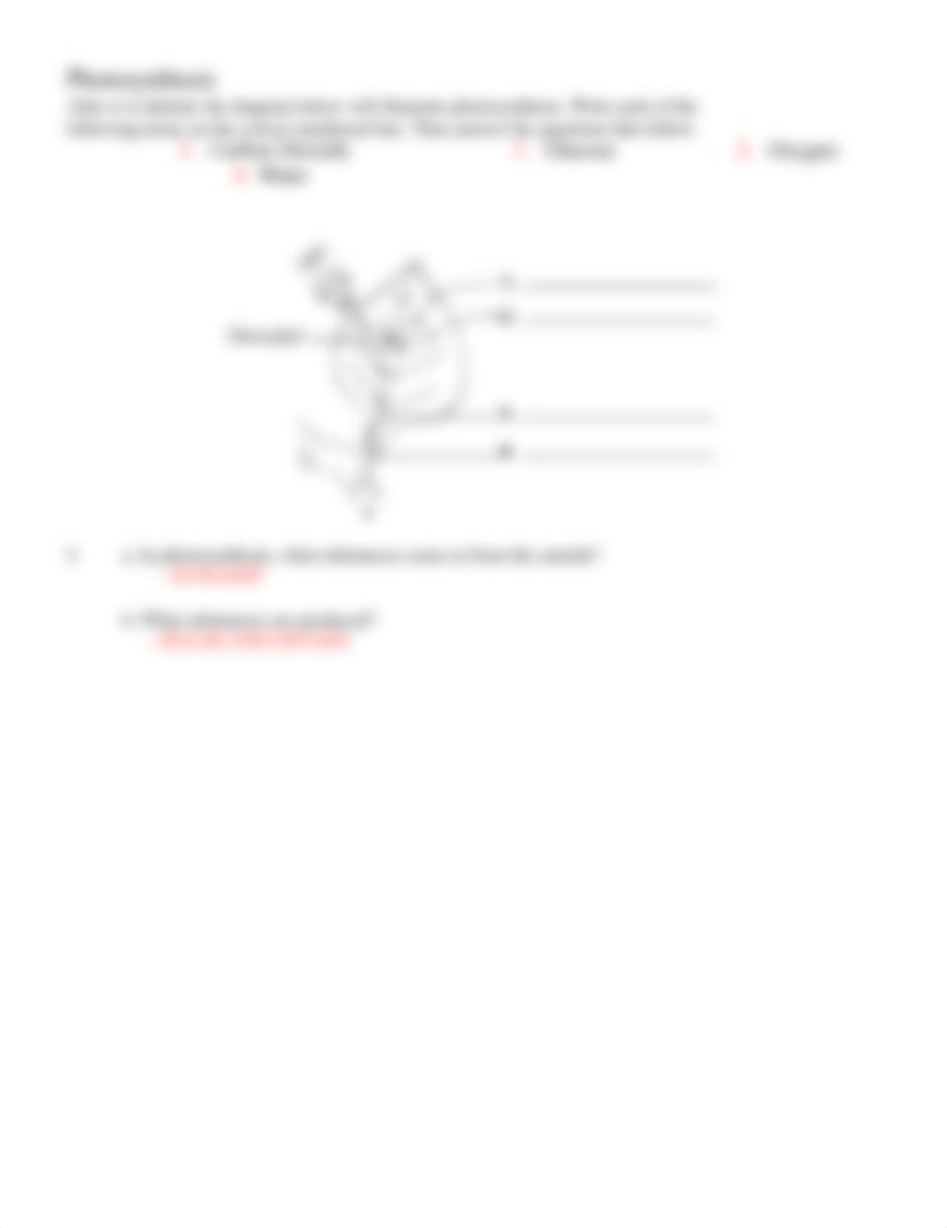 Photosynthesis WS FINISHED.doc_dg6xv6d9fw5_page3