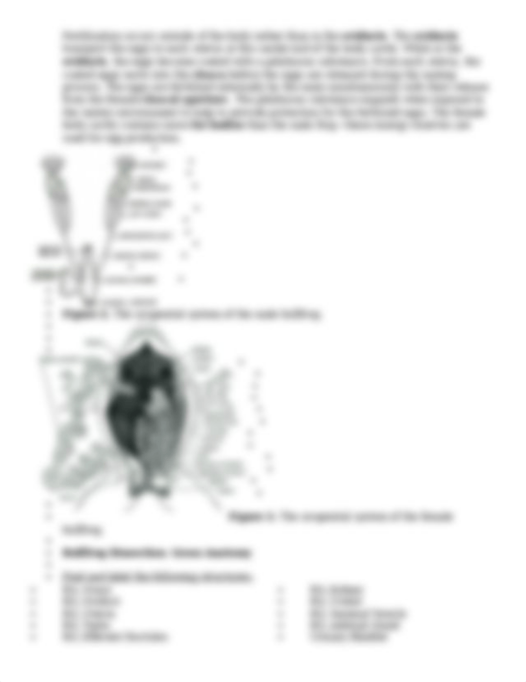 Lab 11 Urogenital Anatomy Spring 2019.docx_dg70aqujtcd_page3