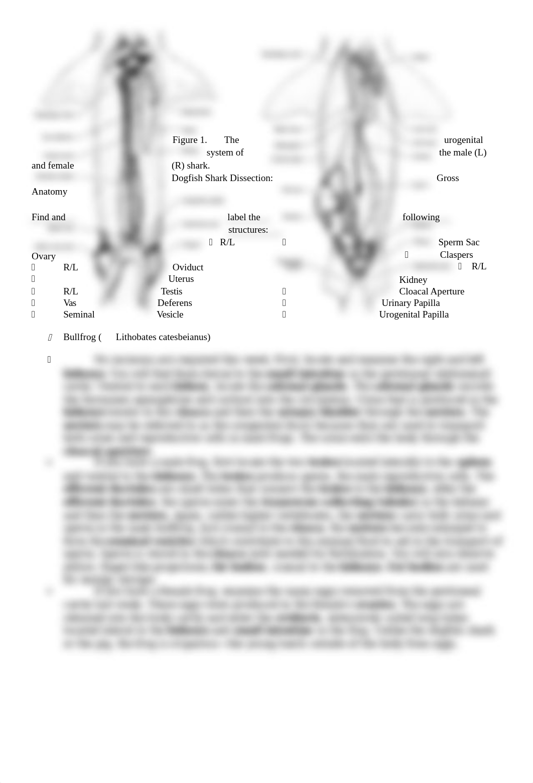 Lab 11 Urogenital Anatomy Spring 2019.docx_dg70aqujtcd_page2