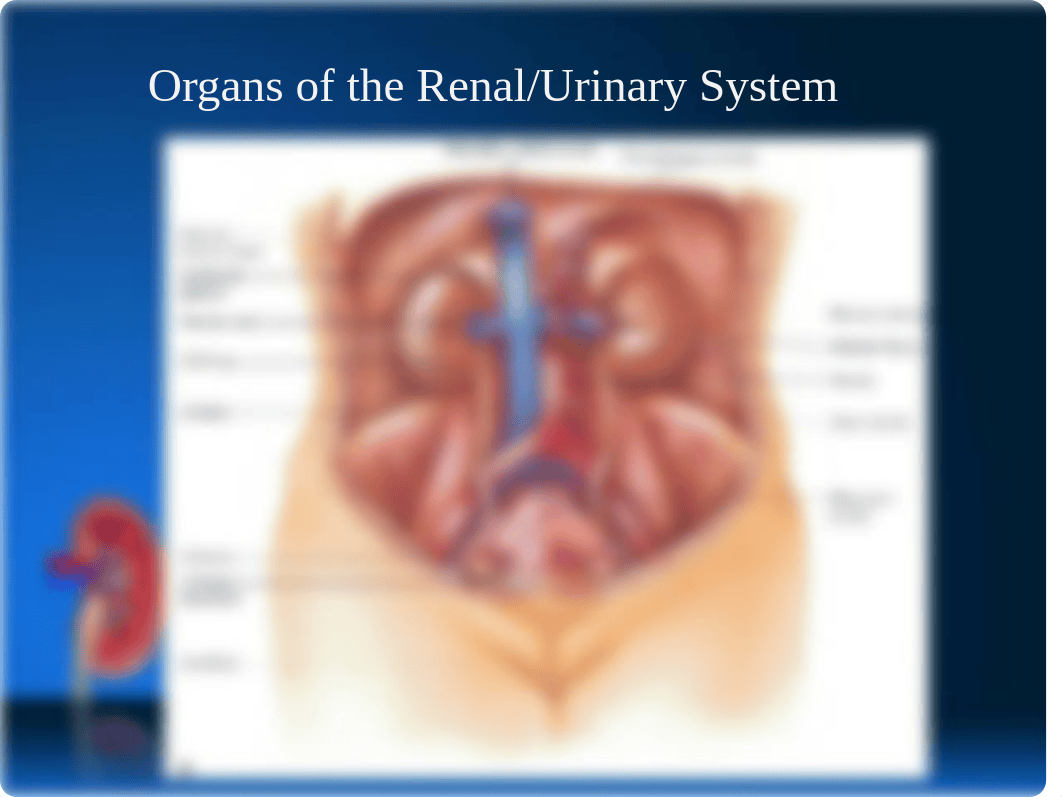 Alterations in Renal and Urinary Function LECTURE (1).ppt_dg79ry7shl4_page4