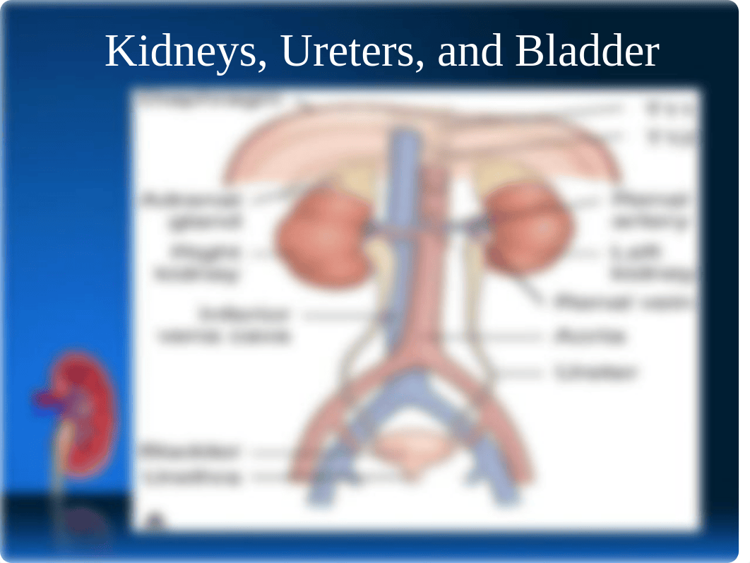 Alterations in Renal and Urinary Function LECTURE (1).ppt_dg79ry7shl4_page5