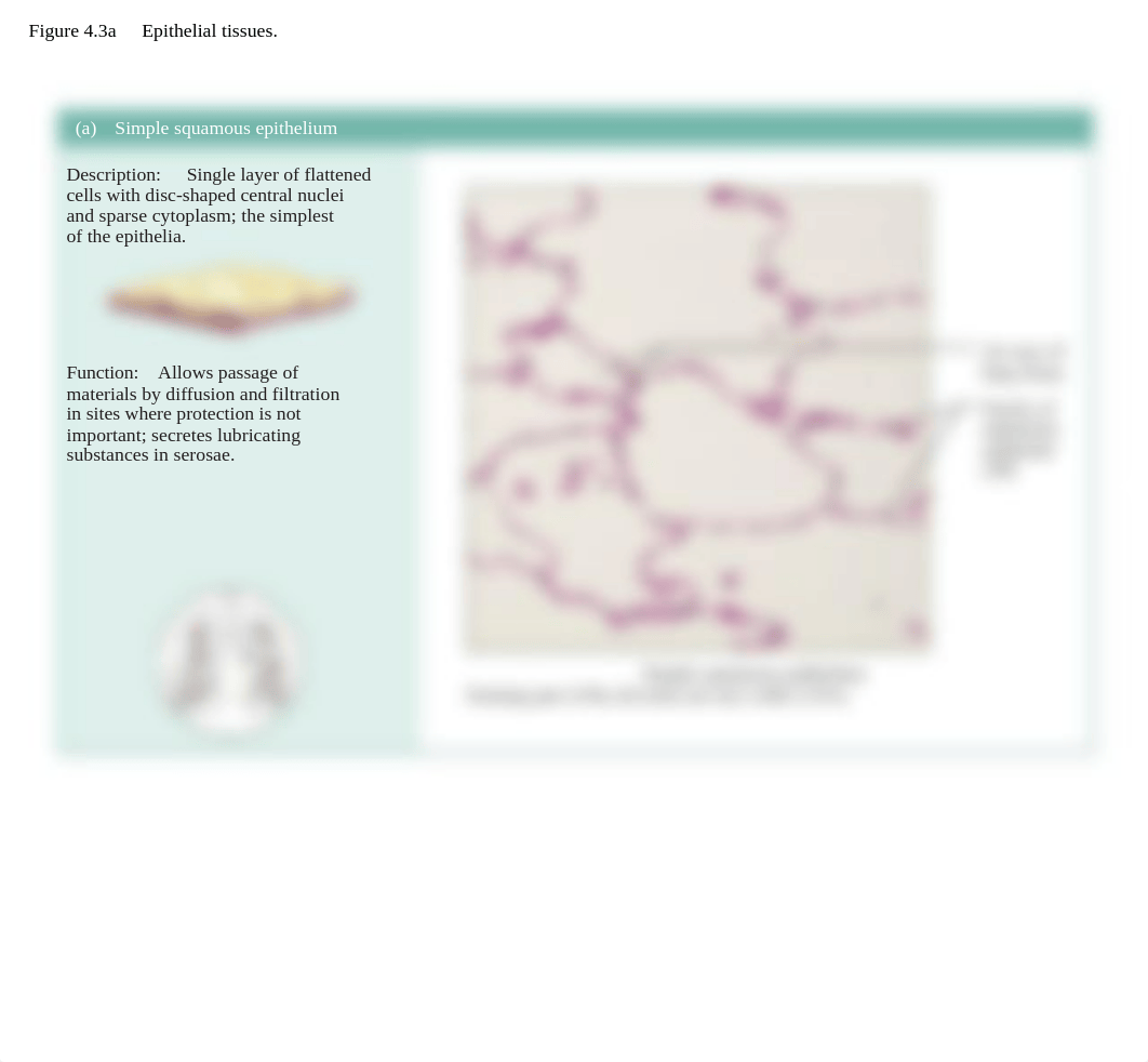 ex_6a_epithelial_tissues_dg7bbmyei2b_page5