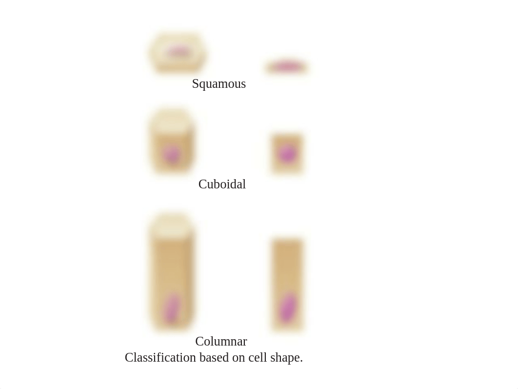 ex_6a_epithelial_tissues_dg7bbmyei2b_page3