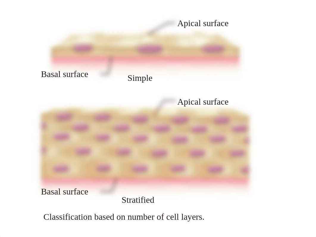 ex_6a_epithelial_tissues_dg7bbmyei2b_page2