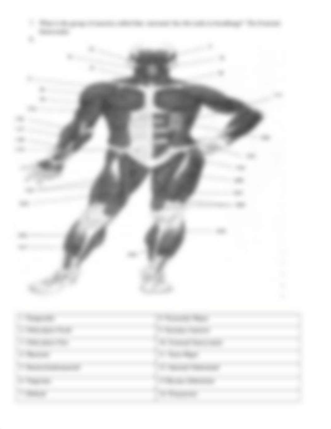 Muscle Worksheet 1 (2).docx_dg8em029gop_page2