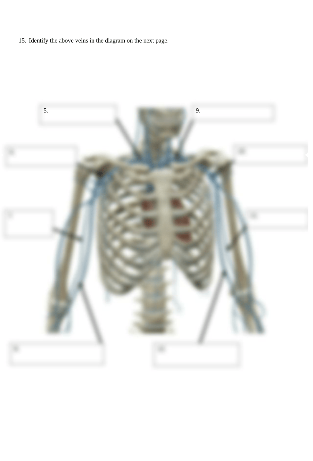 BIO 211 Lab 4 Vein Anatomy SP20211.docx_dg9x8v9na26_page5