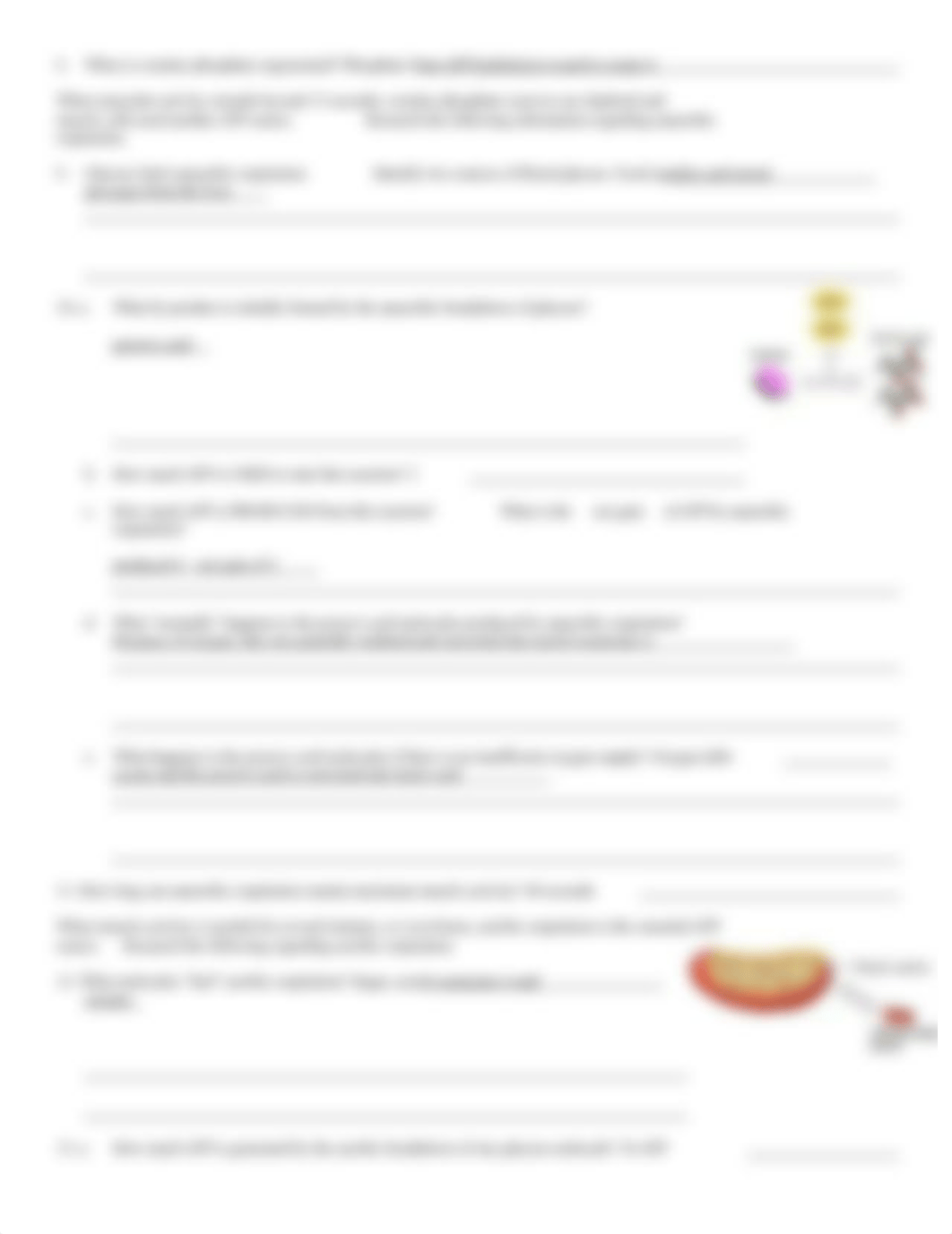 Chp 10 Muscle Metabolism.doc_dga8jti2cx0_page2