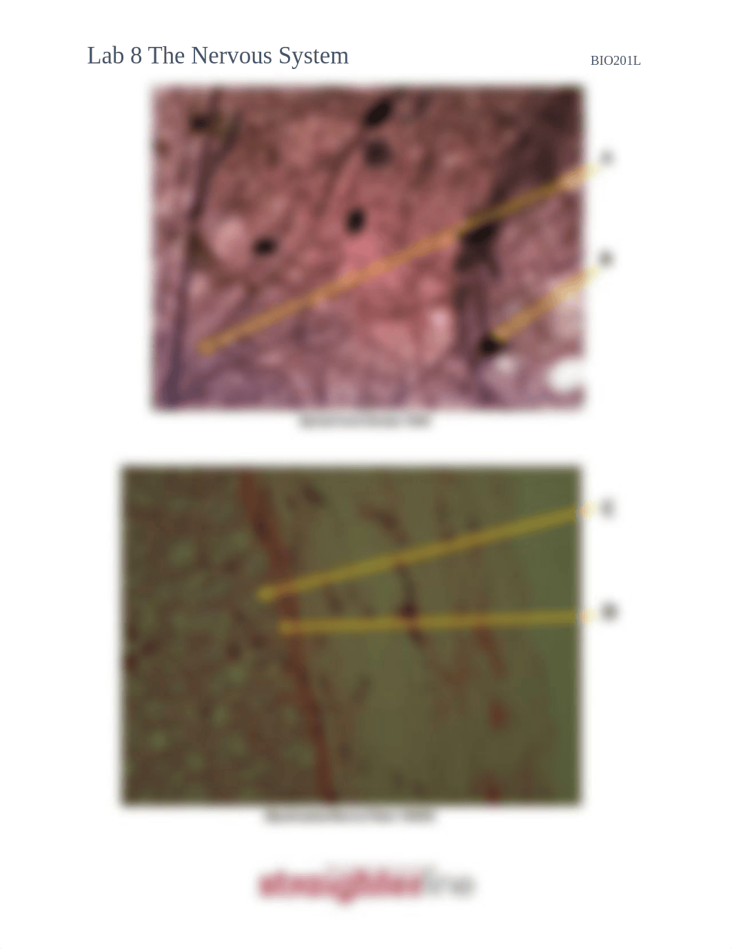 BIO201L+Lab+8+Nervous system.docx_dgadowsqb4v_page2