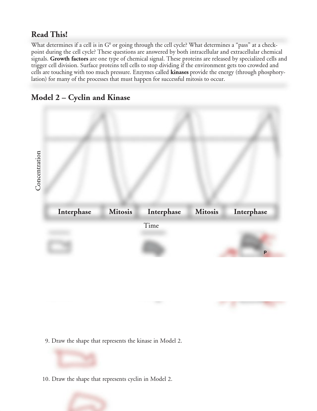 MCell Cycle Regulation-S.pdf_dgb1r355vbt_page1