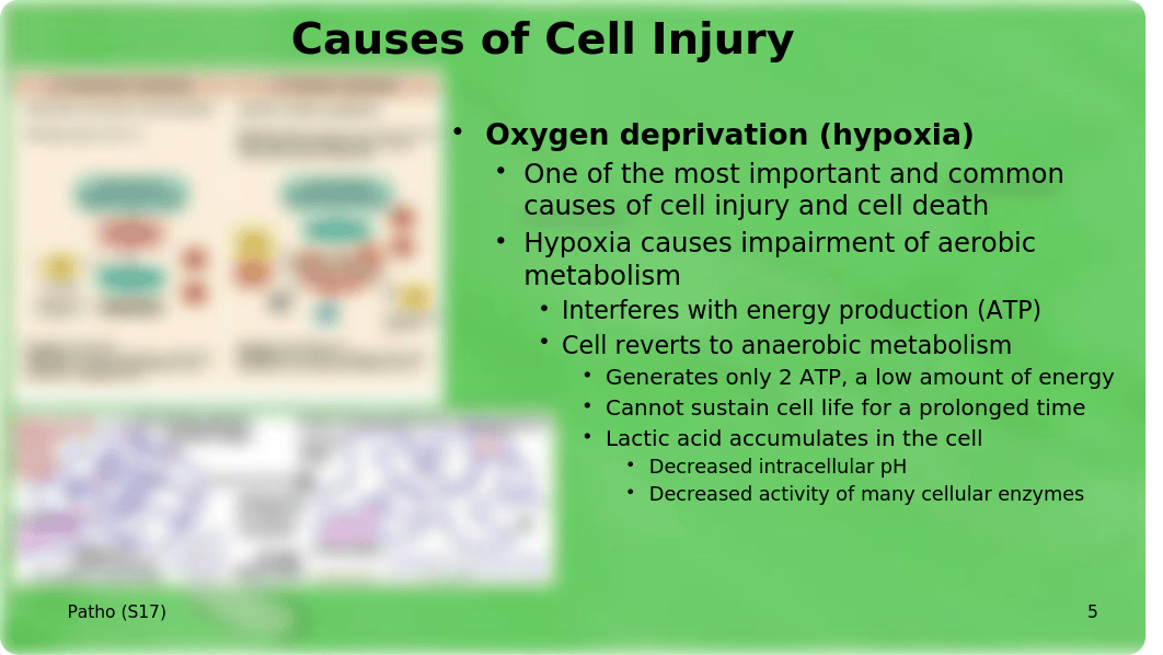 cell+injurycausesS17.pptx_dgb8yjbh4c5_page5