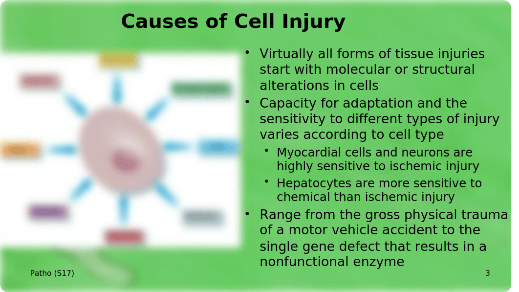 cell+injurycausesS17.pptx_dgb8yjbh4c5_page3