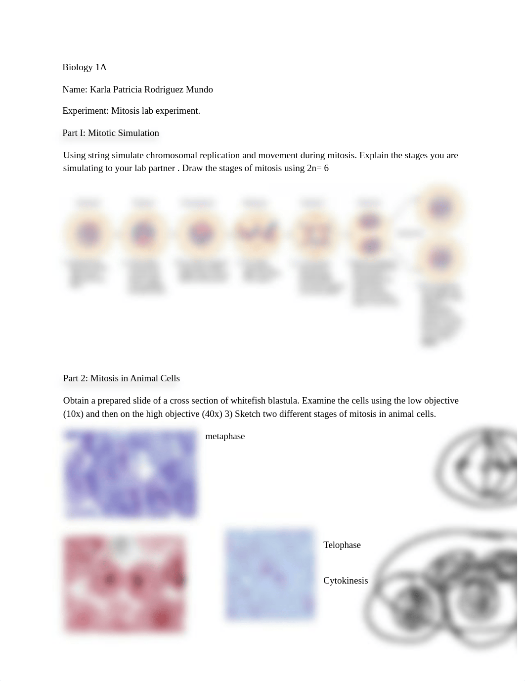 mitosis lab report.docx_dgbkgs6yazu_page1